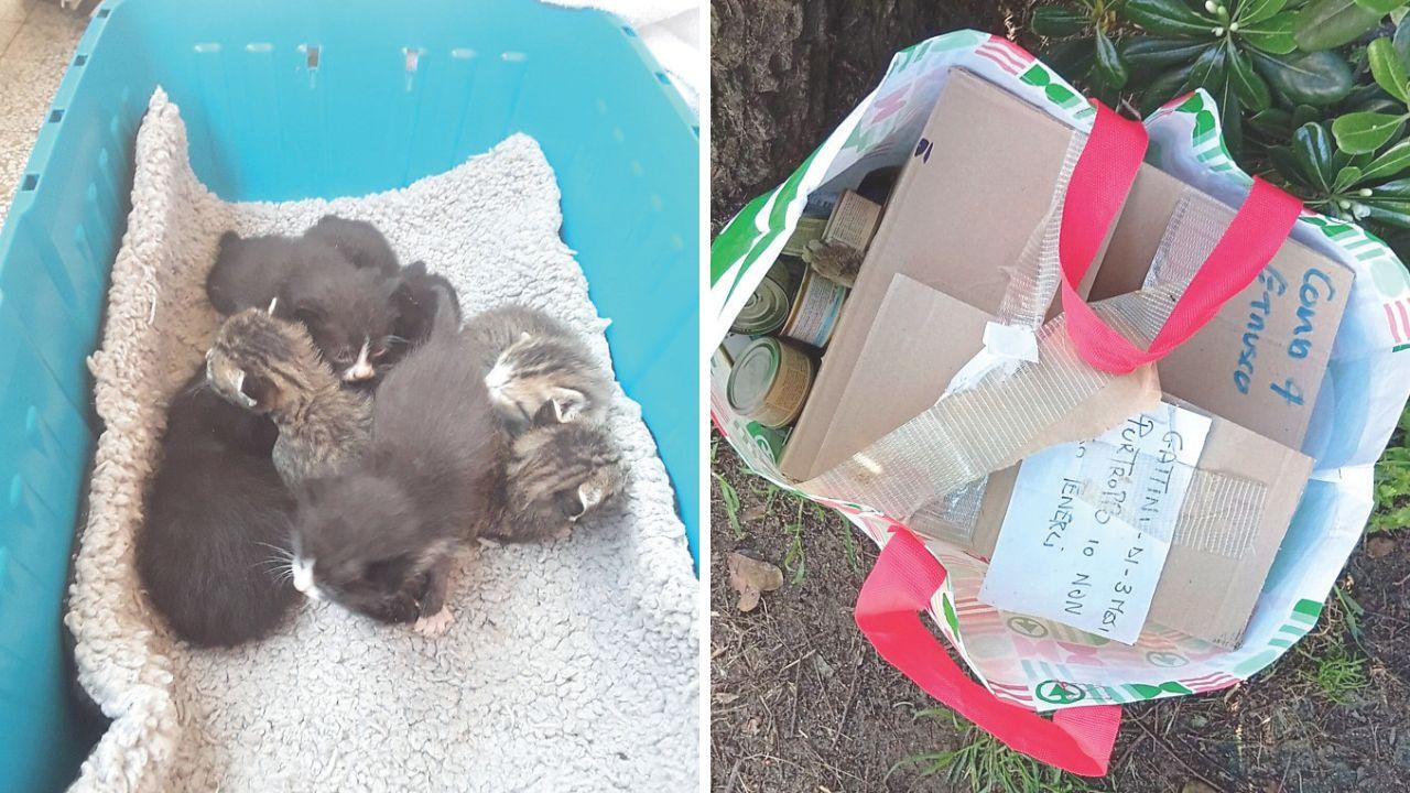 I gatti abbandonati a Grosseto e Follonica