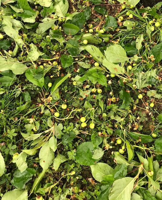 Grandine, notte di danni