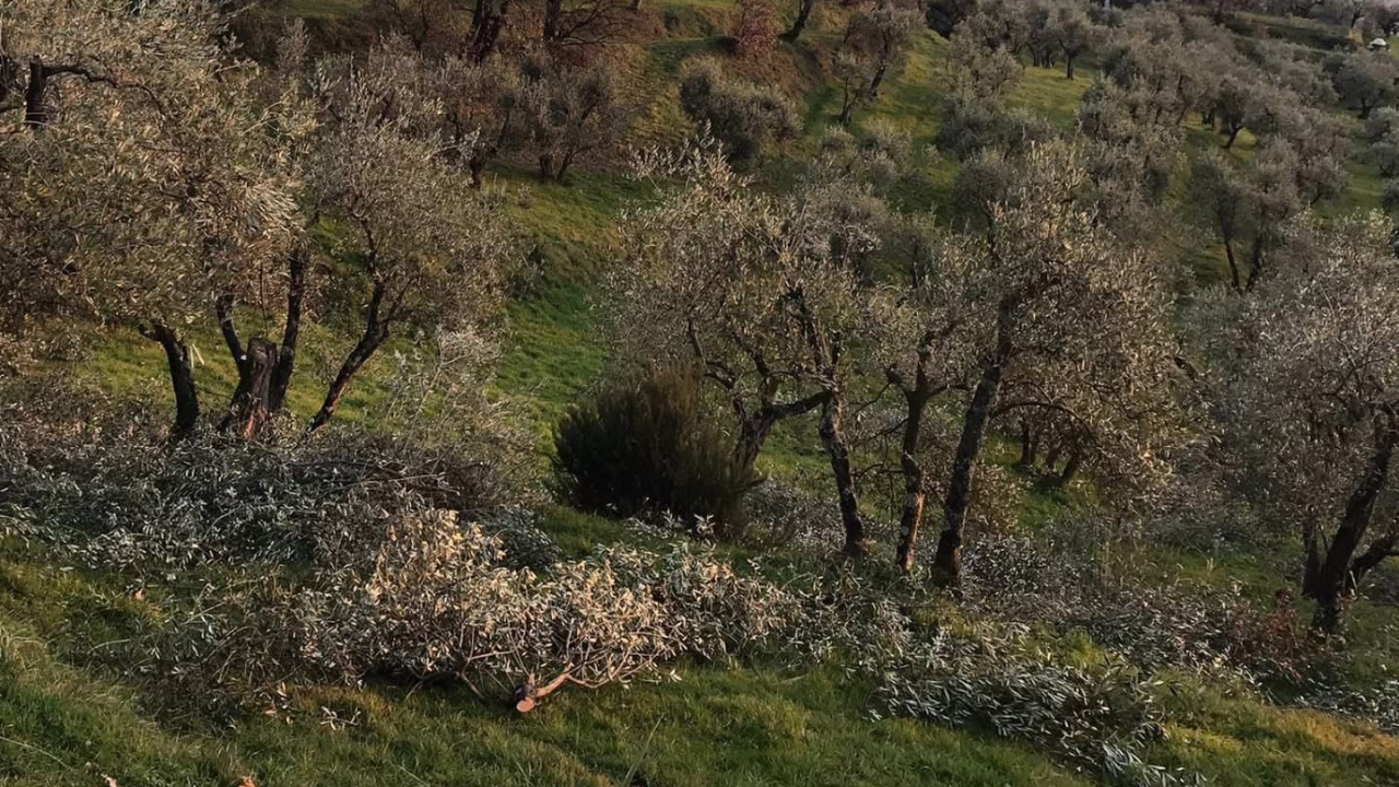 In Toscana l’azienda che salva gli alberi e fa rivivere le colline – «Ora rischia per colpa di Trump»