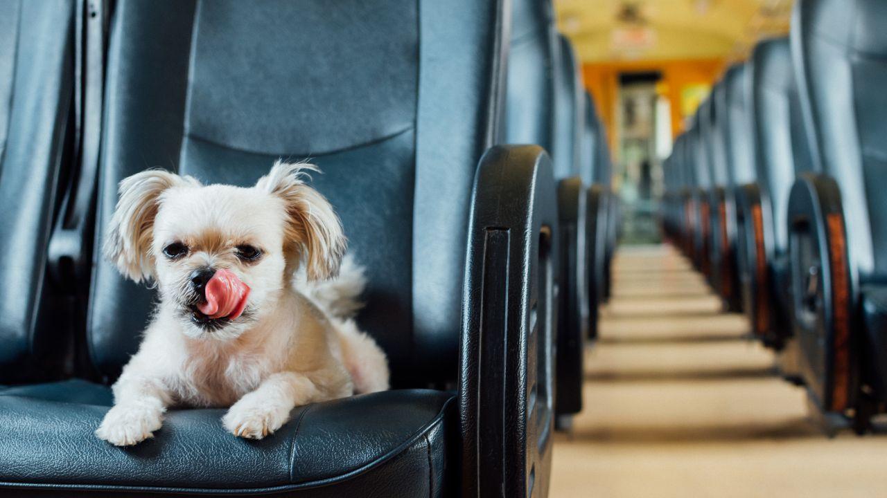 Viaggiare con cani e gatti in Europa, scattano le nuove regole: i documenti obbligatori