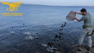 Area Marina Protetta saccheggiata di decine di migliaia di esemplari di ricci: scatta l’accusa di inquinamento ambientale