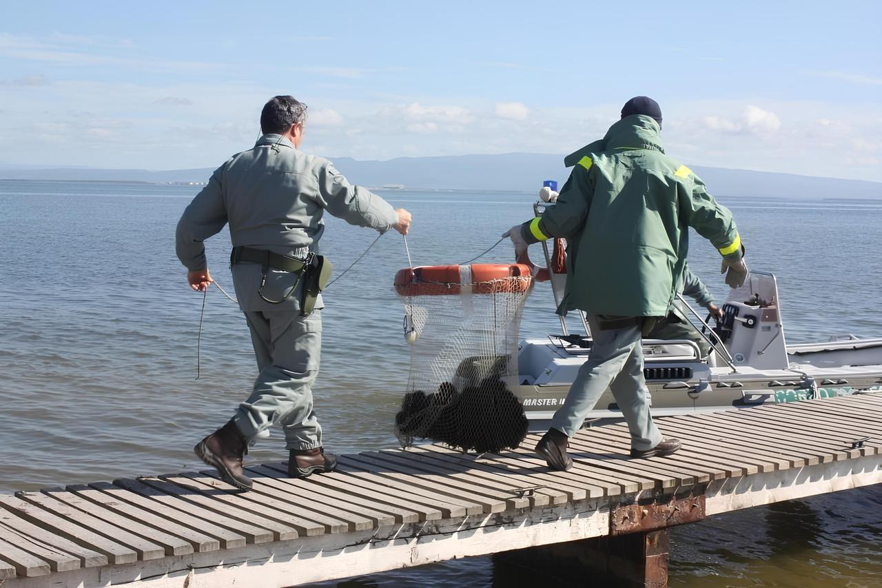 Area Marina Protetta saccheggiata di decine di migliaia di esemplari di ricci: scatta l’accusa di inquinamento ambientale – L’inchiesta
