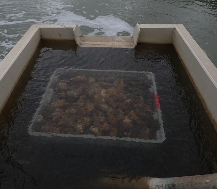 Alghe, vongole e granchio: la scienza salvagente delle Valli di Comacchio