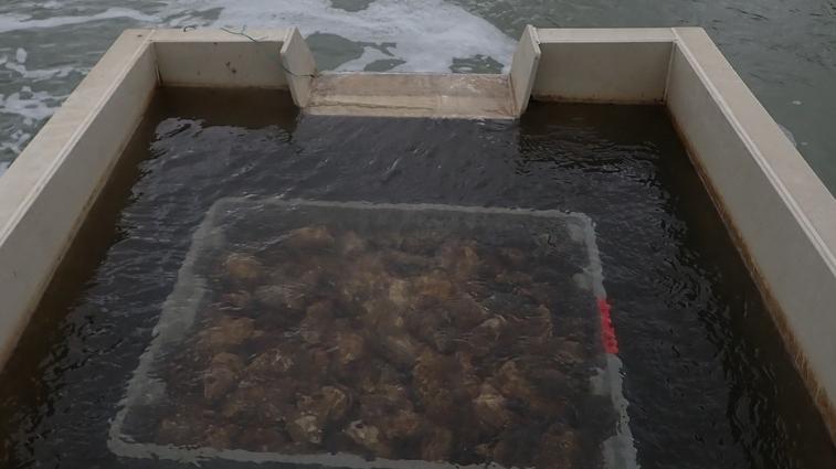 Alghe, vongole e granchio: la scienza salvagente delle Valli di Comacchio