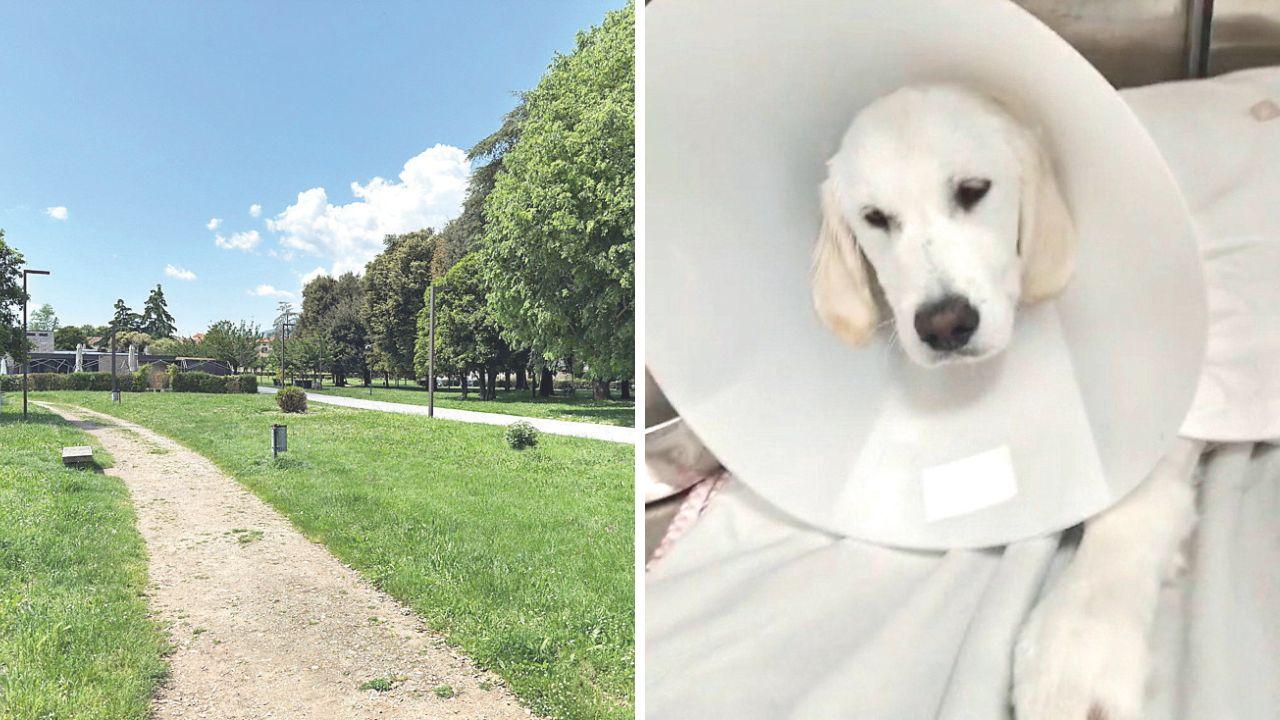 A sx il parco della Resistenza, a dx Yuki, golden retriver, con il collare