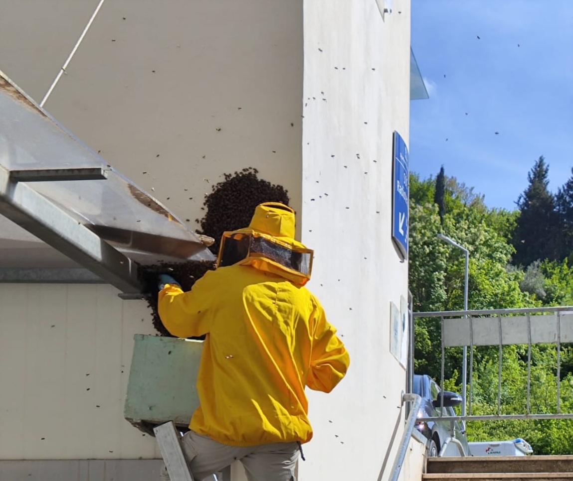 
	Il recupero delle api

