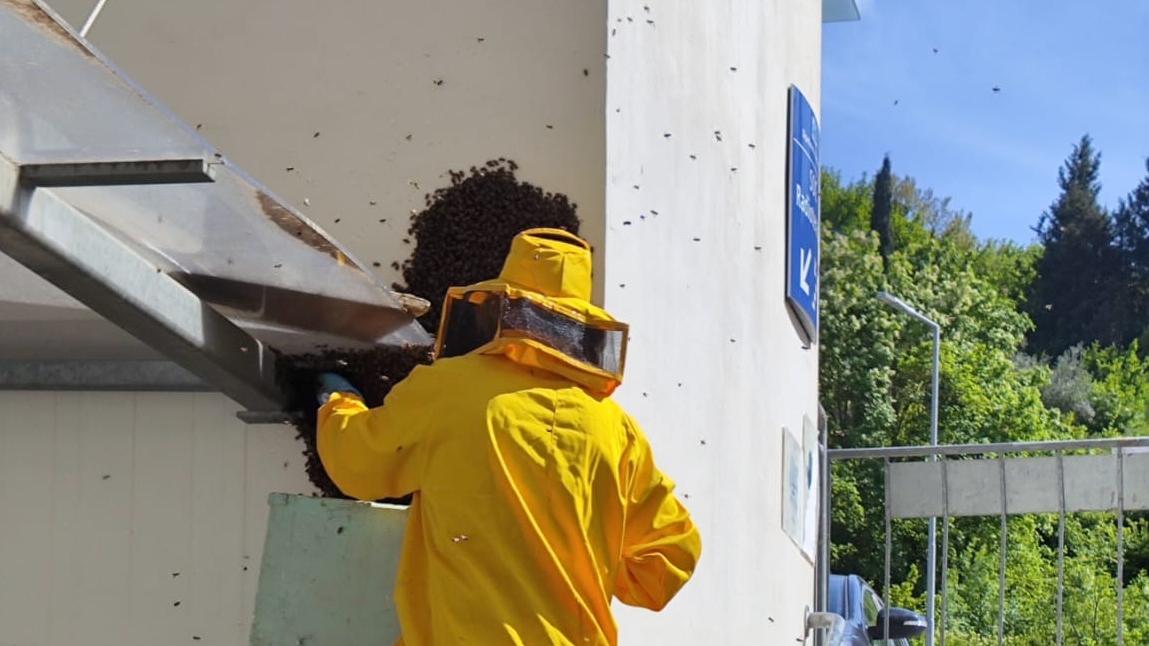 Il recupero delle api