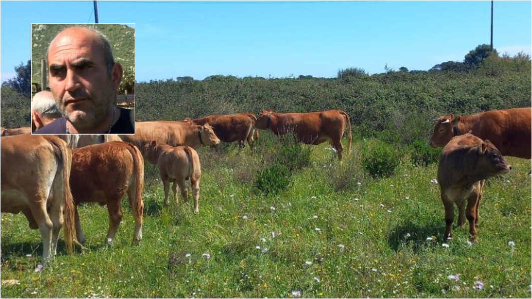 Dermatite bovina, famiglia di allevatori sotto choc: «Cinque capi malati, ne hanno abbattuto 190, una vita di sacrifici distrutta»