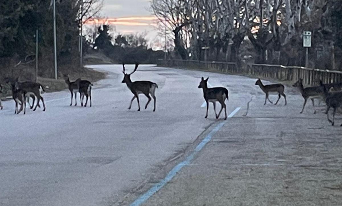 Daini e nutrie fanno danni, Ferrara prepara la caccia di selezione
