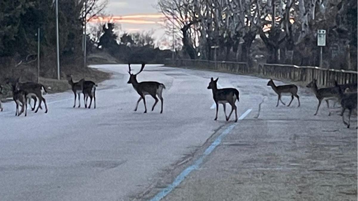 Daini e nutrie fanno danni, Ferrara prepara la caccia di selezione