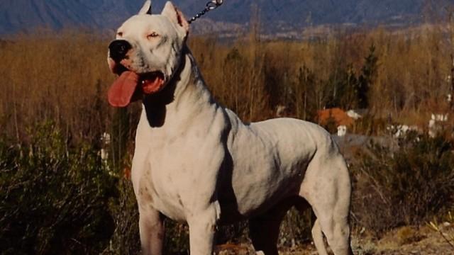 Sbranata nel bosco da un branco di cani – Che cosa è successo