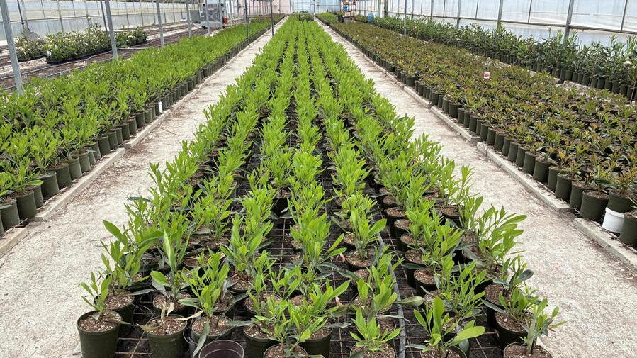 Patrizia e Saverio e le piante esotiche coltivate a Cecina