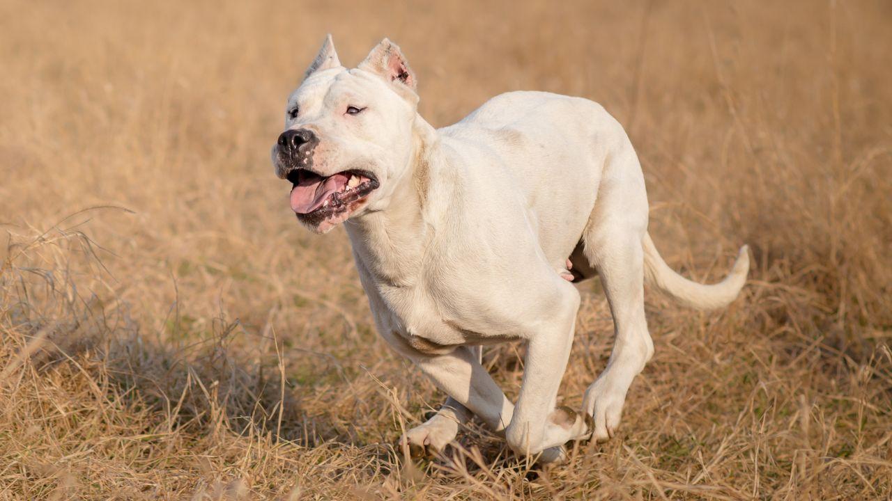 Trovata senza vita nel bosco: «Sbranata da un branco di cani durante la passeggiata»
