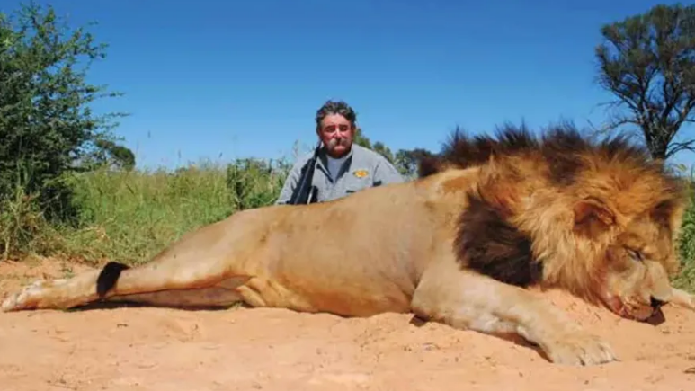 Cacciatore milionario ucciso da un branco di elefanti durante un safari in Africa