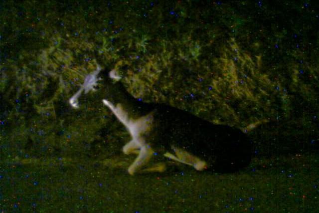 Ferrara, incidente sulla Romea: scontro fra auto e daino
