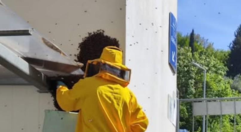 Il ronzio in radioterapia svela l’alveare in ospedale: sciame di 60mila api con la regina salvati da due apicoltori