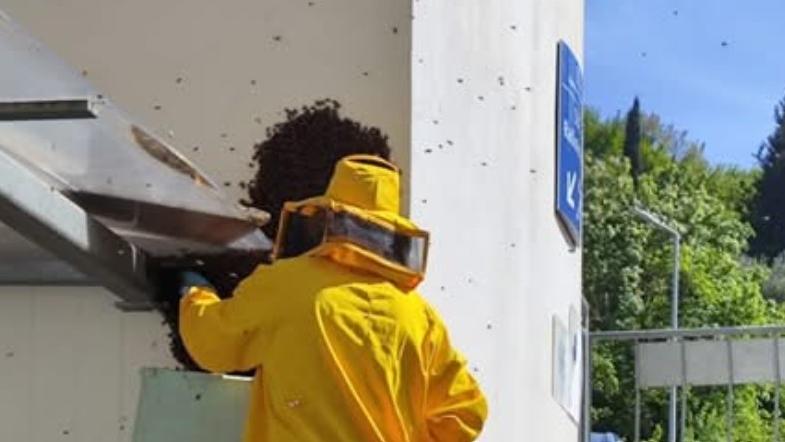 Il ronzio in radioterapia svela l’alveare in ospedale: sciame di 60mila api con la regina salvati da due apicoltori