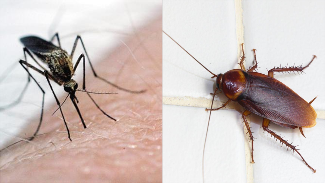 Zanzare, blatte, zecche e topi: 8,5 milioni per debellarli. Tutte le risorse per città e province