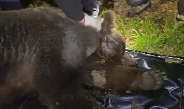 Il laccio al collo stava uccidendo un orso di 193 chili: catturato e salvato, ora si chiama “Libero” – Le immagini choc
