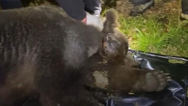 Il laccio al collo stava uccidendo un orso di 193 chili: catturato e salvato, ora si chiama “Libero” – Le immagini choc
