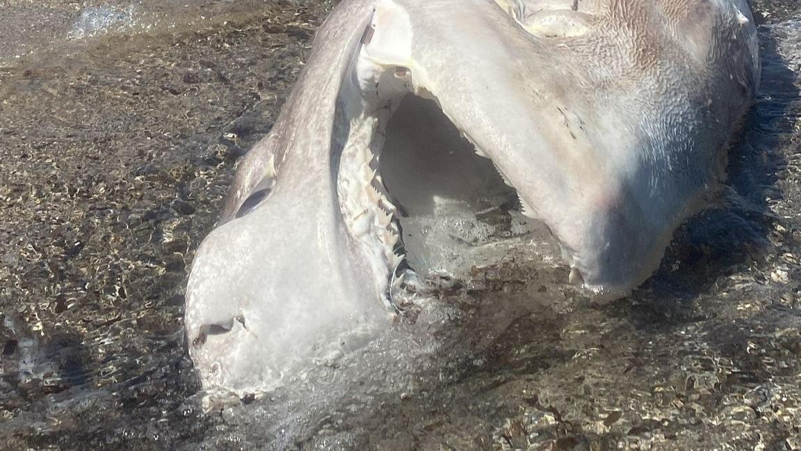Stupore a Platamona, le correnti portano a riva la carcassa di uno squalo: le foto