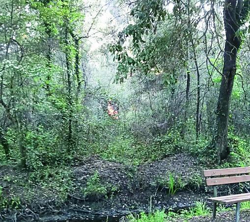 Torre del Lago, piromani nella pineta della Lecciona: maxi-intervento per domare gli incendi<br>
