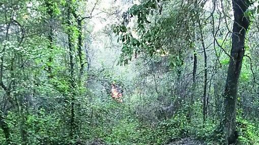 Torre del Lago, piromani nella pineta della Lecciona: maxi-intervento per domare gli incendi<br>