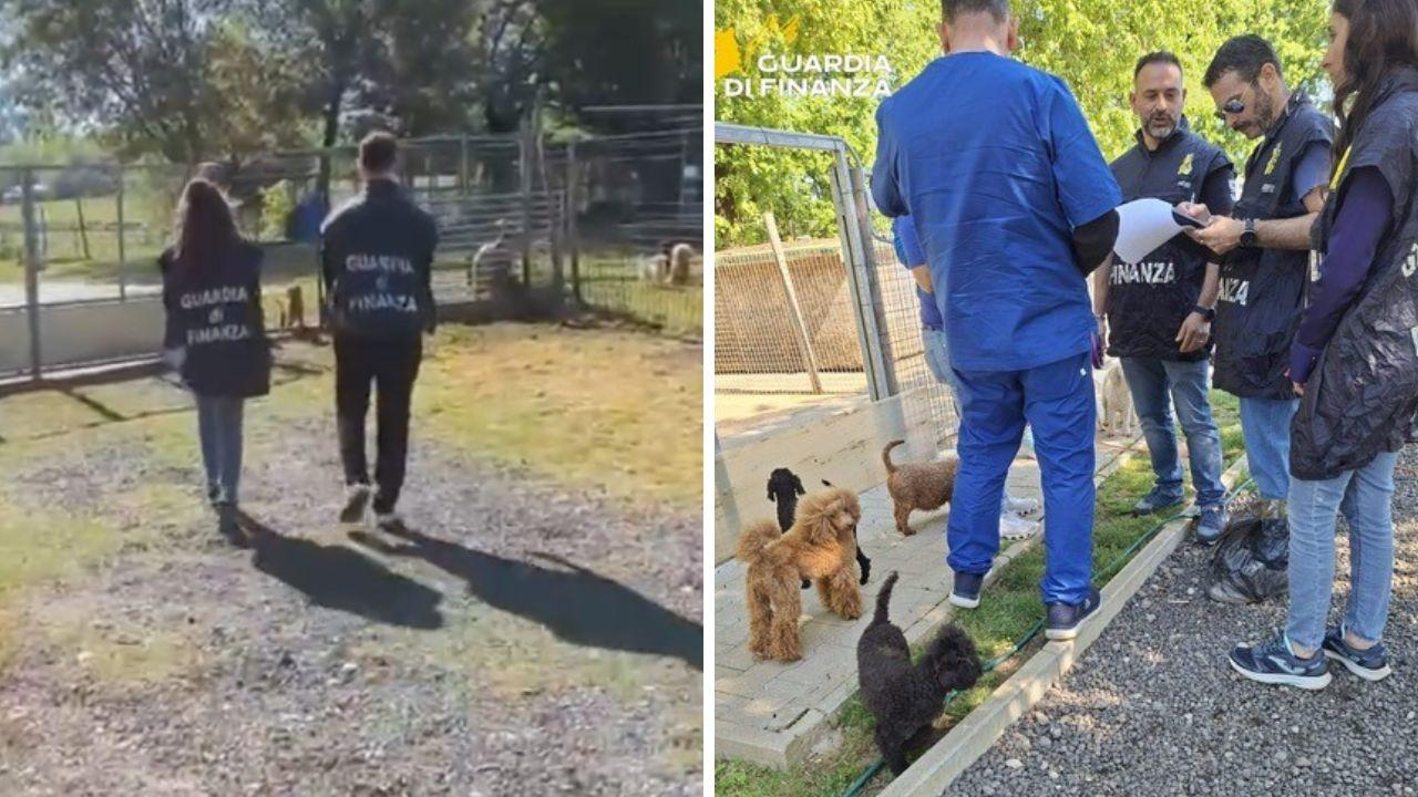 Allevamento “lager” scoperto nel Pisano: salvati 100 barboncini (venduti anche oltre 2mila euro), struttura sequestrata