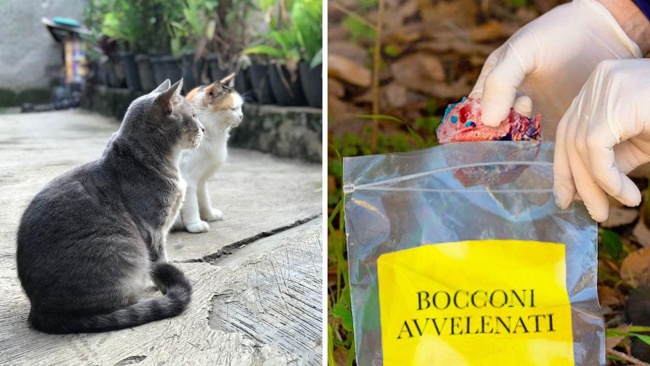 
	A sx due gatti, a dx il recupero di un'esca avvelenata (foto di repertorio)

