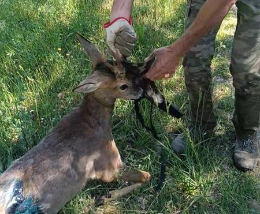 Capriolo resta incastrato in una cancellata: soccorso e salvato