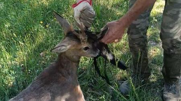 Capriolo resta incastrato in una cancellata: soccorso e salvato