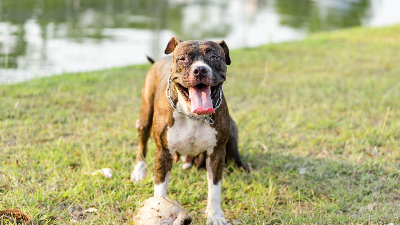 
	La donna &egrave; stata aggredita da un pitbull (foto di repertorio)

