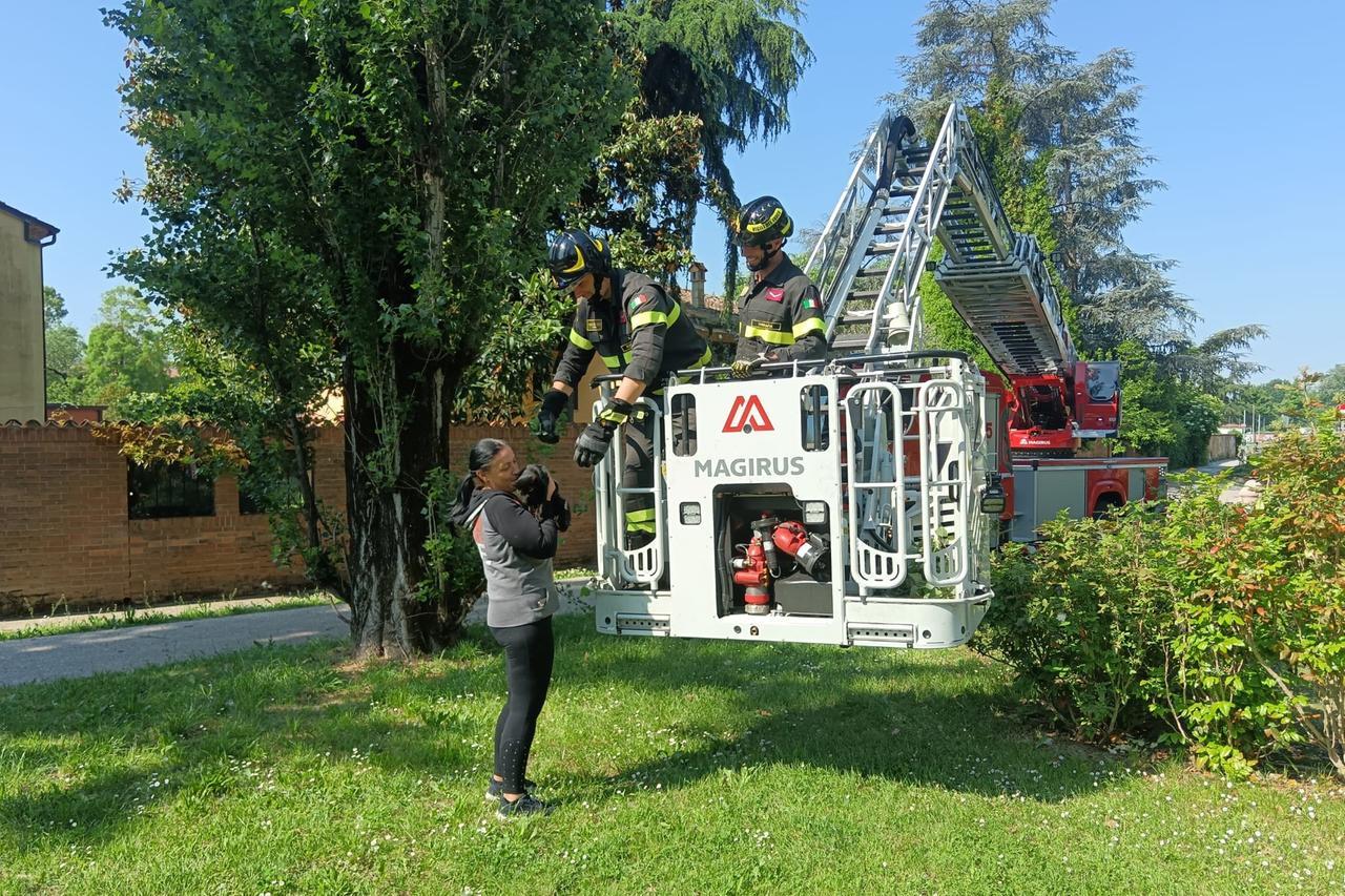 Ferrara, gatta si arrampica sull’albero: salvata dai vigili del fuoco