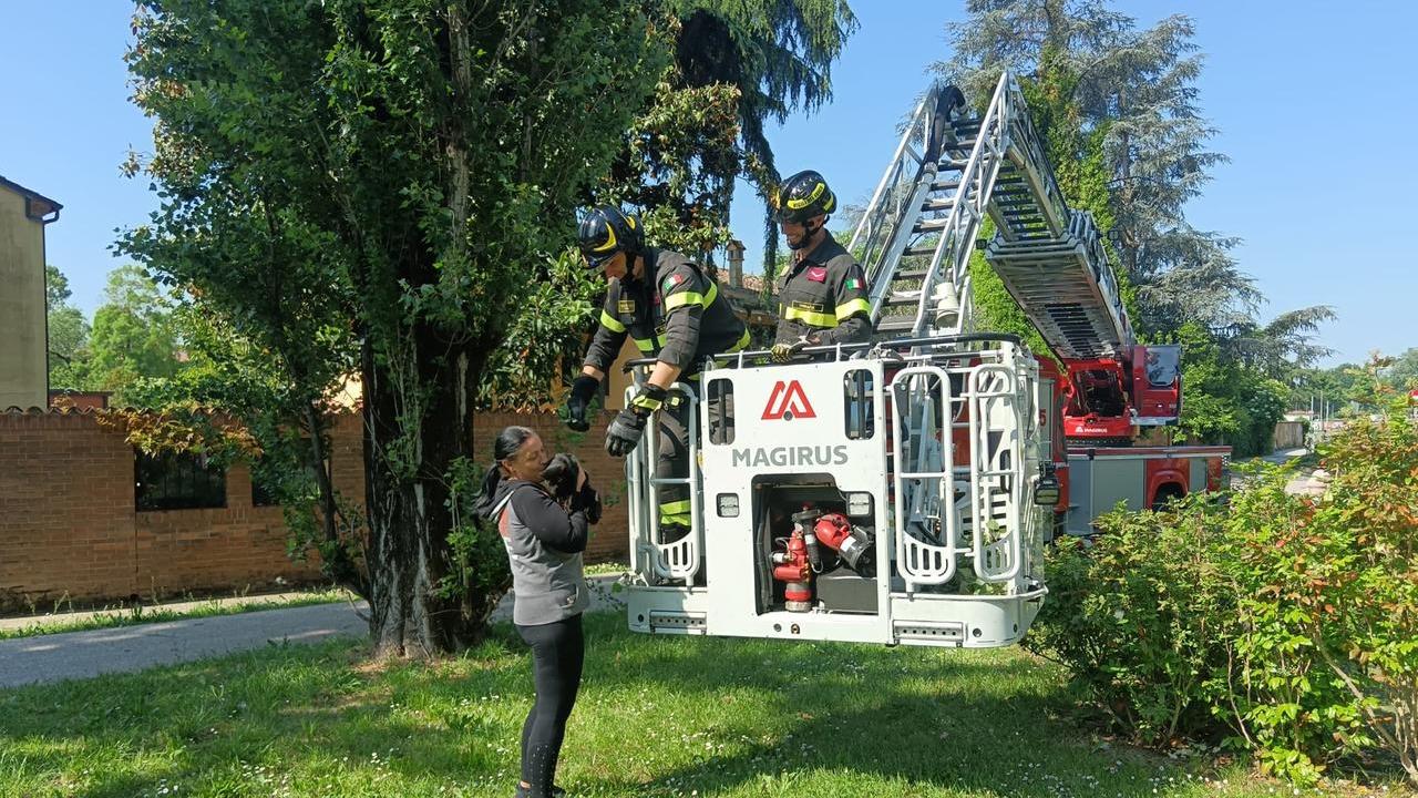 Ferrara, gatta si arrampica sull’albero: salvata dai vigili del fuoco