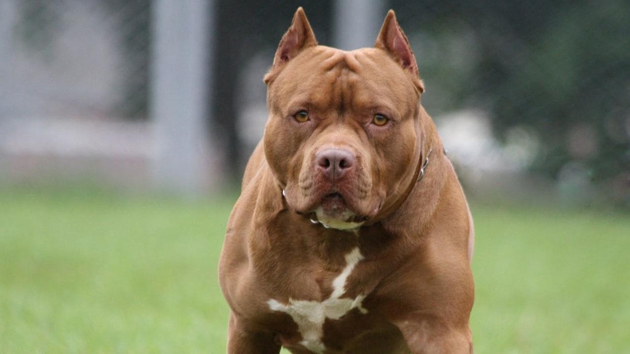Donna azzannata da un pitbull, si aggravano le sue condizioni: amputata una gamba. Il cane è stato abbattuto