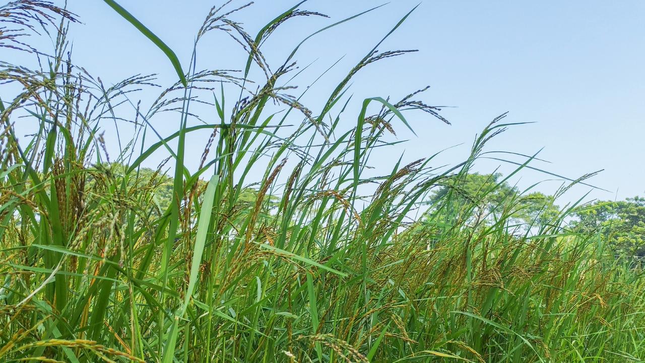 Livorno, il Comune riduce il taglio del verde in alcune zone: «L’erba alta fa bene, non è incuria» – Il progetto