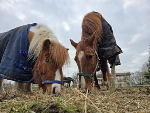 Fattorie aperte di domenica: ecco quali visitare a Ferrara