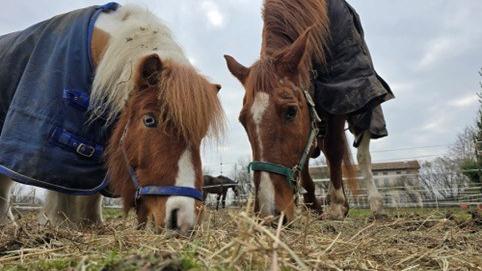 Fattorie aperte di domenica: ecco quali visitare a Ferrara