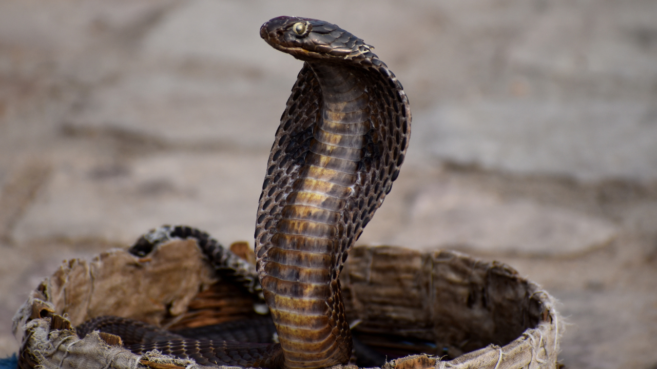 Morso da un serpente durante la vacanza in famiglia: muore turista