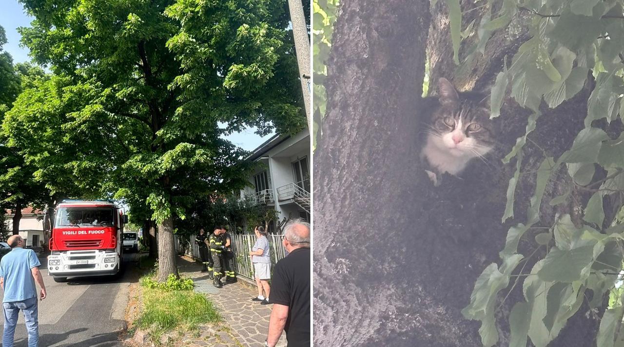 
	L'intervento dei vigili del fuoco per soccorrere il gatto bloccato sull'albero a Carpi

