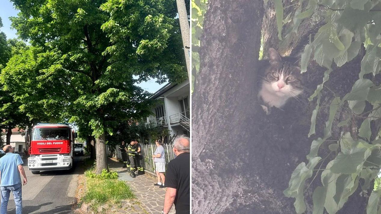 L'intervento dei vigili del fuoco per soccorrere il gatto bloccato sull'albero a Carpi