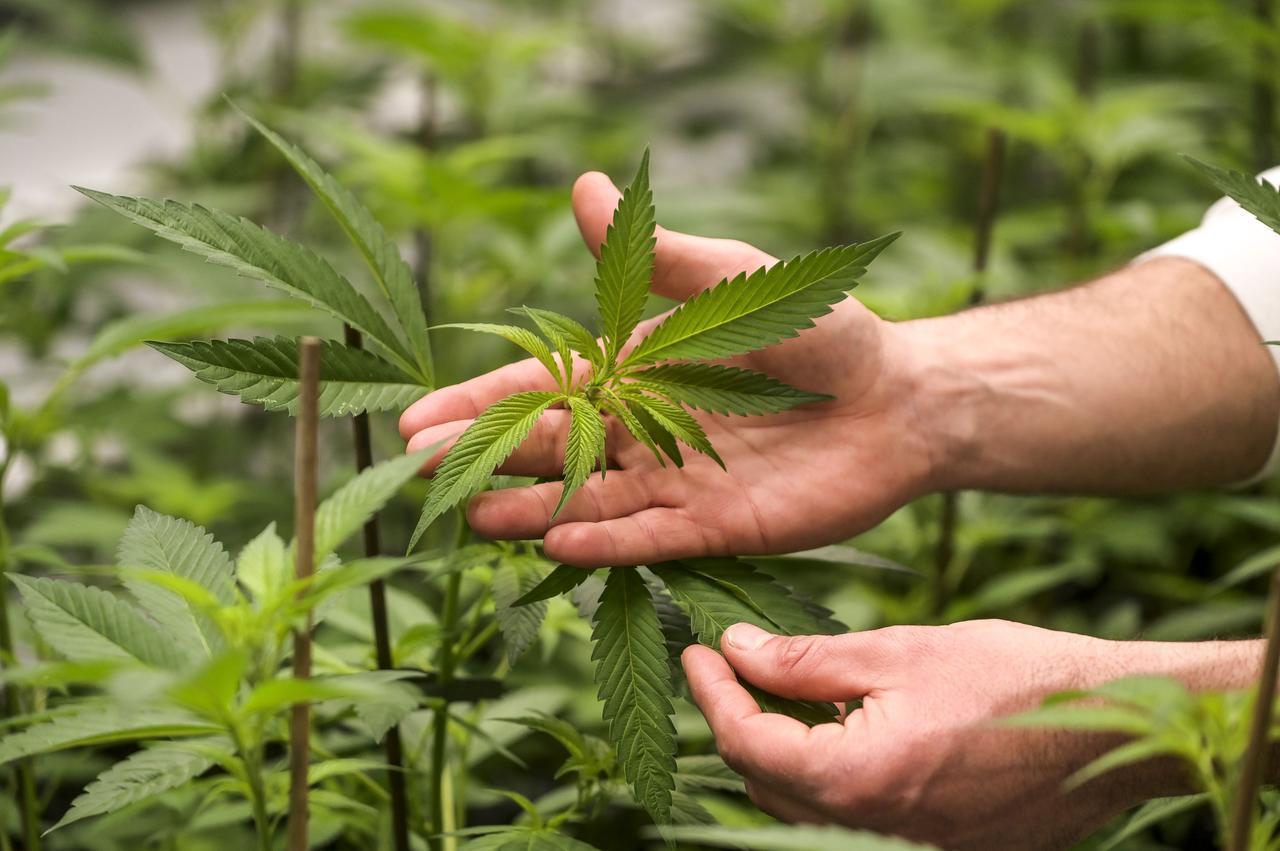 Nel suo terreno nel Sassarese aveva 190 piante di cannabis, 22enne condannato – La sentenza