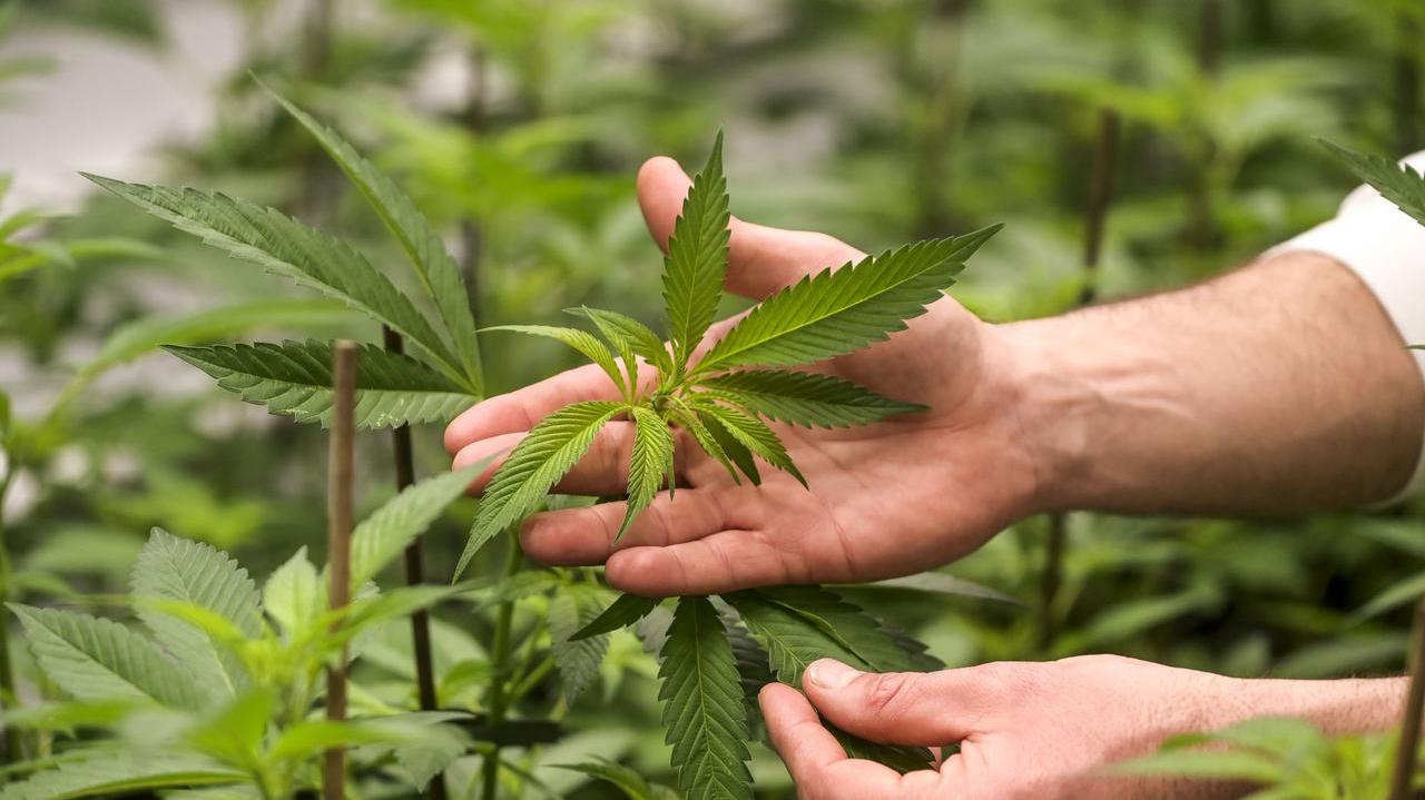 Nel suo terreno nel Sassarese aveva 190 piante di cannabis, 22enne condannato – La sentenza