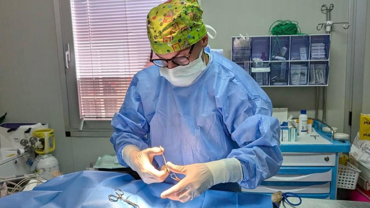 Randagismo, riattivato a Olbia il servizio di cattura e primo soccorso