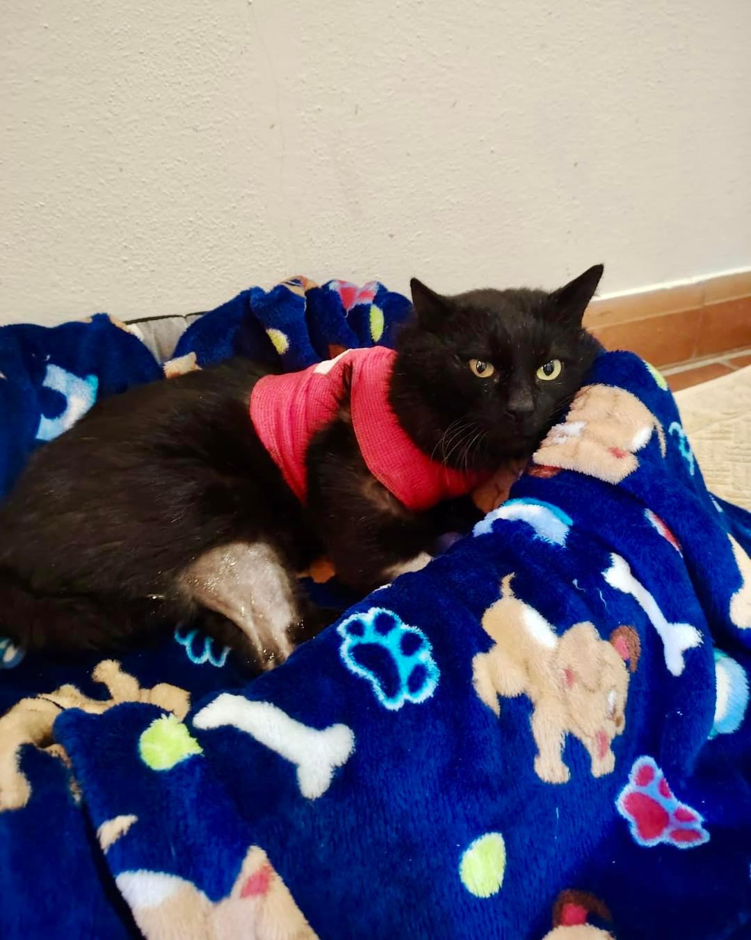 Ferito a colpi di pistola ad aria compressa, il gatto Garibaldi perde una zampa: salvato e ora cerca casa