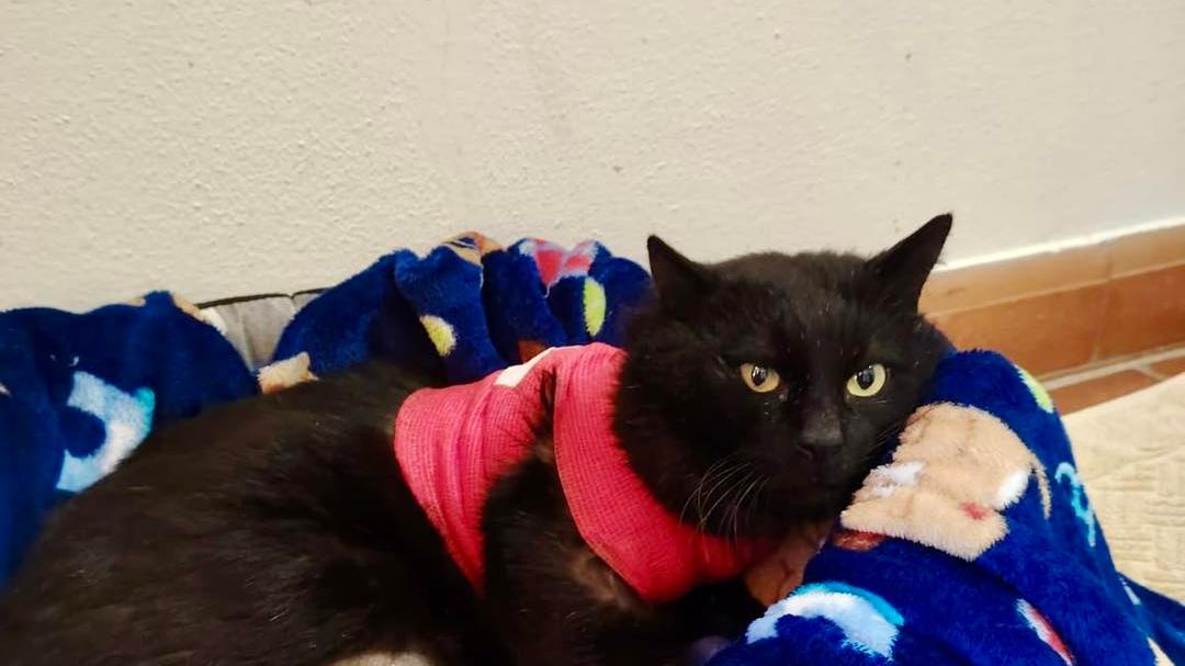 Ferito a colpi di pistola ad aria compressa, il gatto Garibaldi perde una zampa: salvato e ora cerca casa