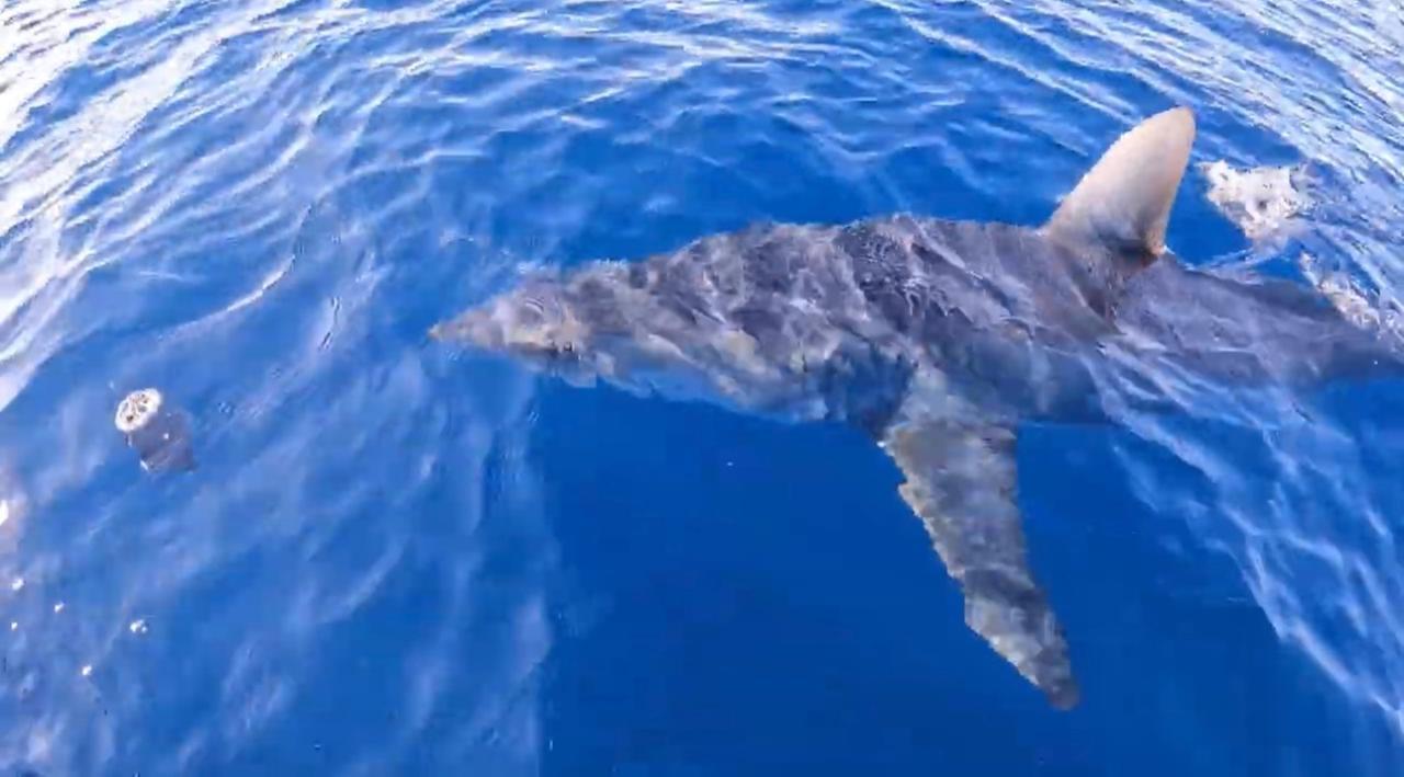 
	L'esemplare di squalo Mako (foto Centro studi squali)

