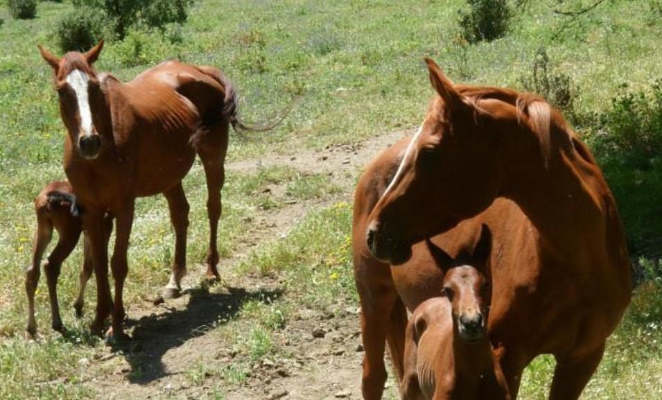Cavalla uccisa, decapitata e con la lingua mozzata, la scoperta choc di un allevatore – Ecco che cosa è successo