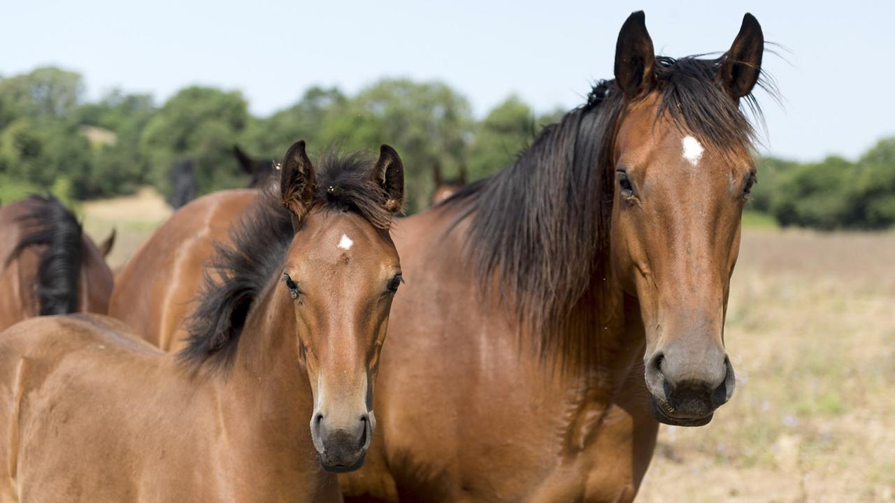 Cavalla uccisa, decapitata e con la lingua mozzata, la scoperta choc di un allevatore – Ecco che cosa è successo