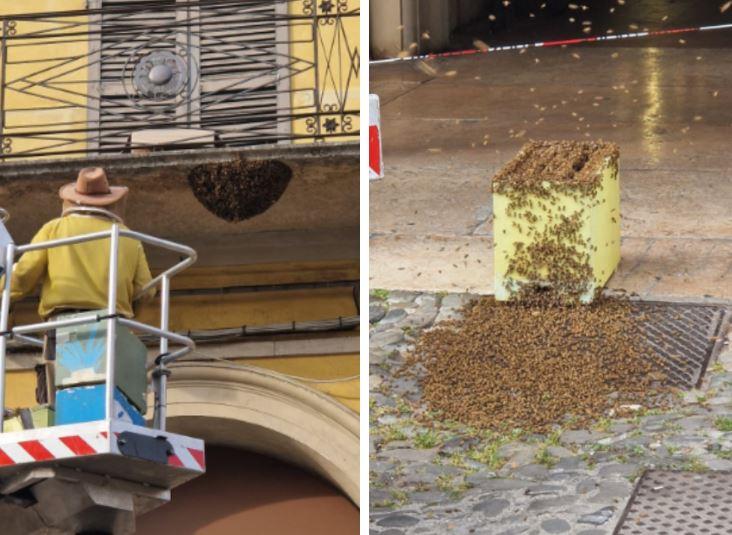Api sul balcone del Comune a Correggio: l’intervento e il recupero della regina